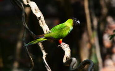 Conure nanday