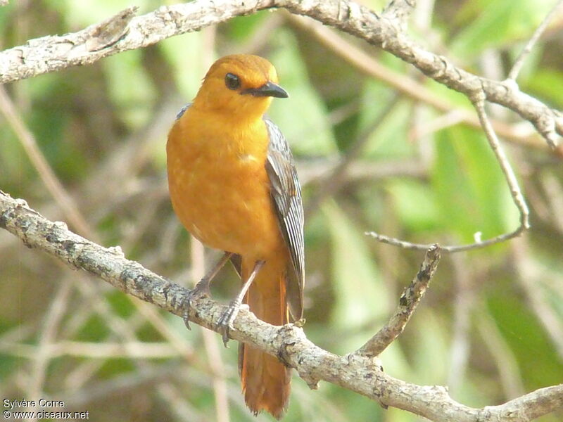 Red-capped Robin-Chat