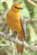 Red-capped Robin-Chat