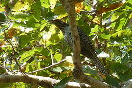 Asian Koel