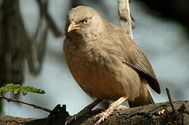 Jungle Babbler