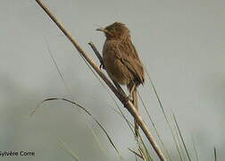 Striated Babbler