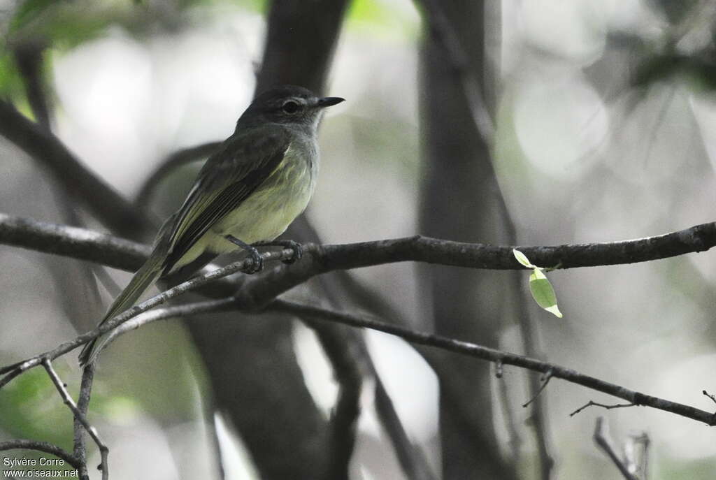 Greenish Elaeniaadult