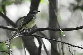 Greenish Elaenia