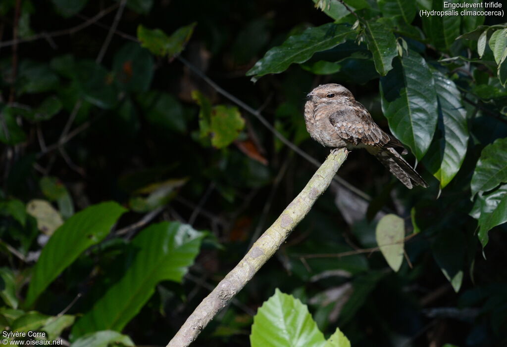 Ladder-tailed Nightjaradult