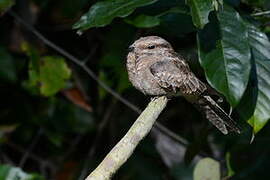 Ladder-tailed Nightjar