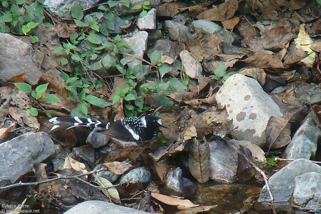 Énicure tachetéadulte, identification