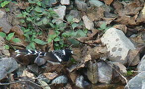 Spotted Forktail