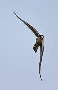 Aplomado Falcon