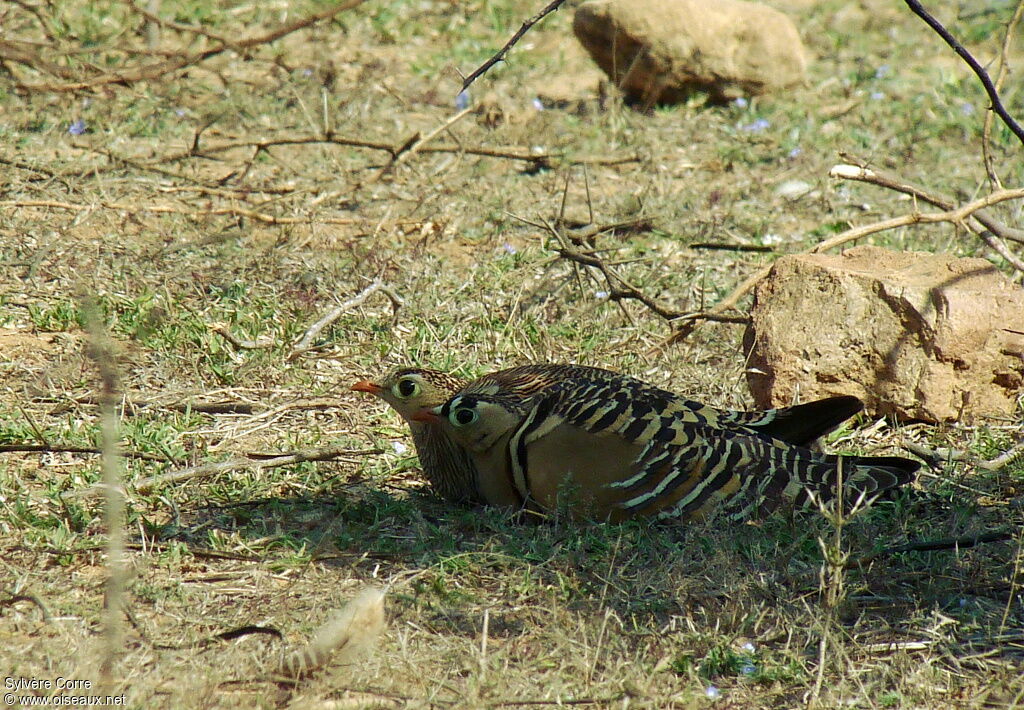 Painted Sandgrouse adult