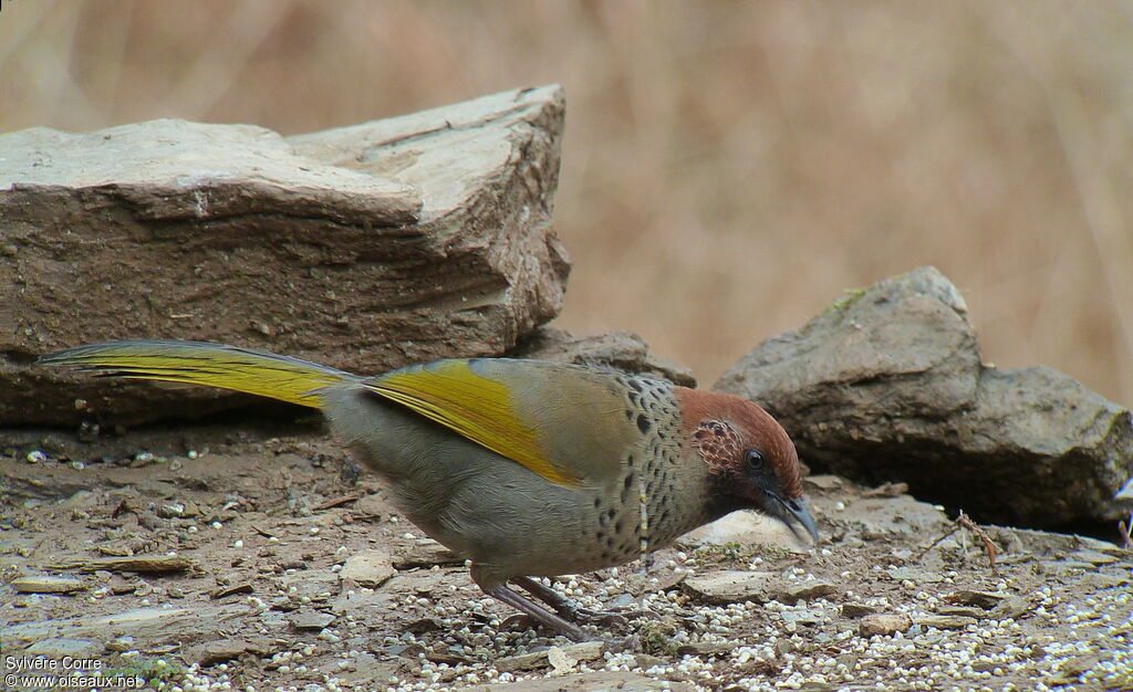 Garrulaxe à tête rousseadulte nuptial, identification, mange