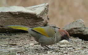 Chestnut-crowned Laughingthrush