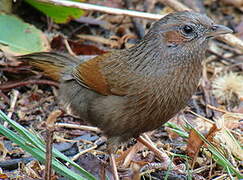 Streaked Laughingthrush