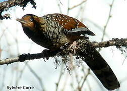 Spotted Laughingthrush