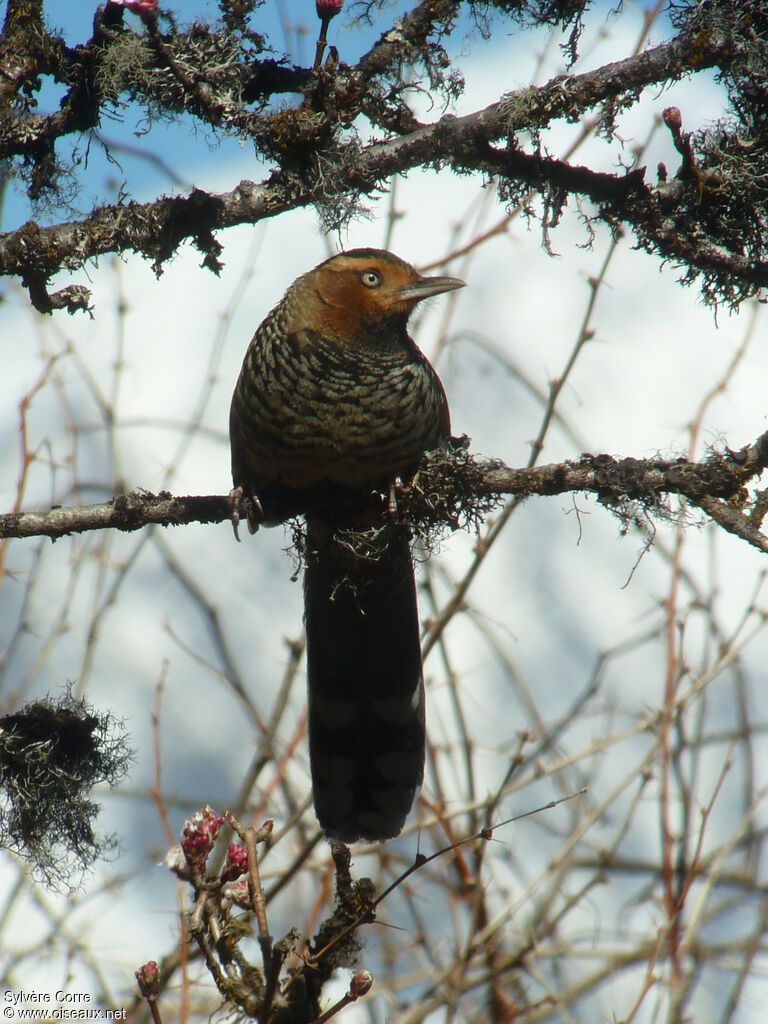 Spotted Laughingthrush