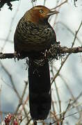 Spotted Laughingthrush