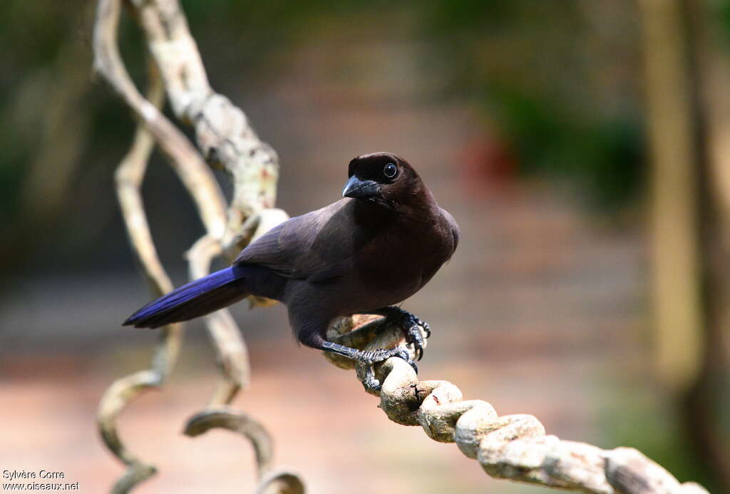 Purplish Jayadult, close-up portrait