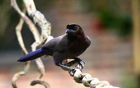 Purplish Jay