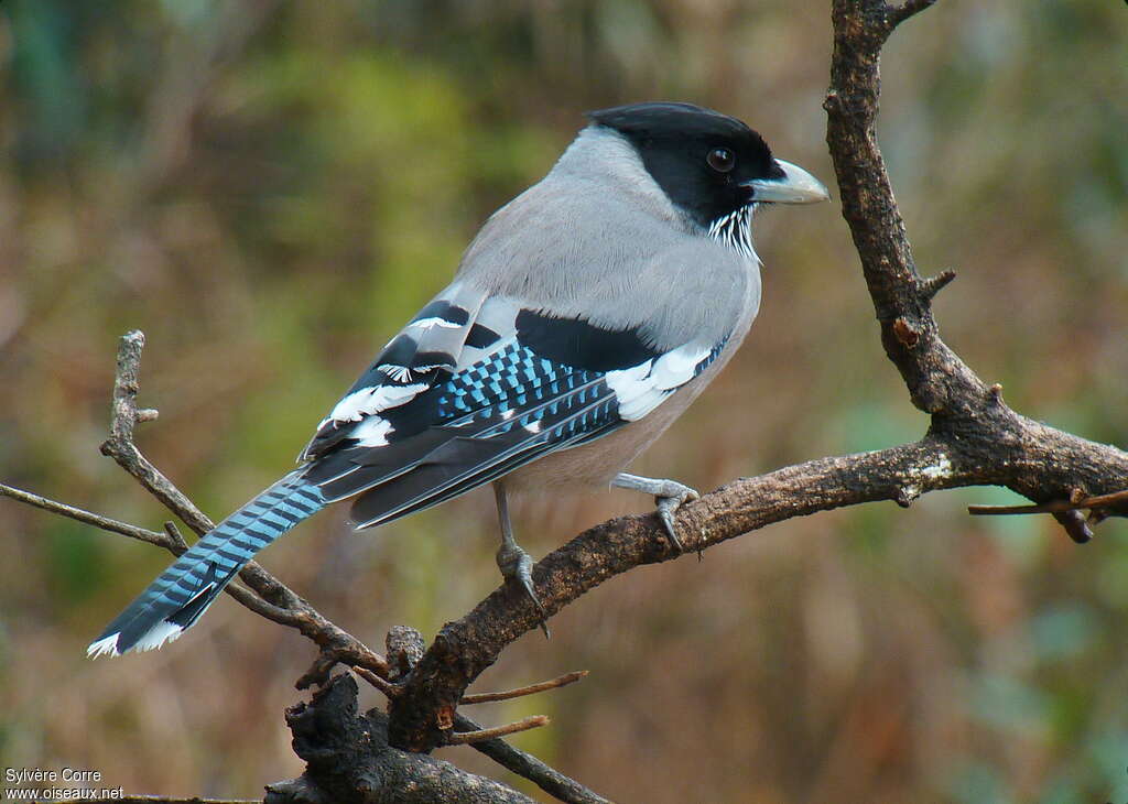 Black-headed Jayadult breeding, aspect