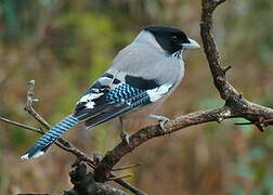 Black-headed Jay