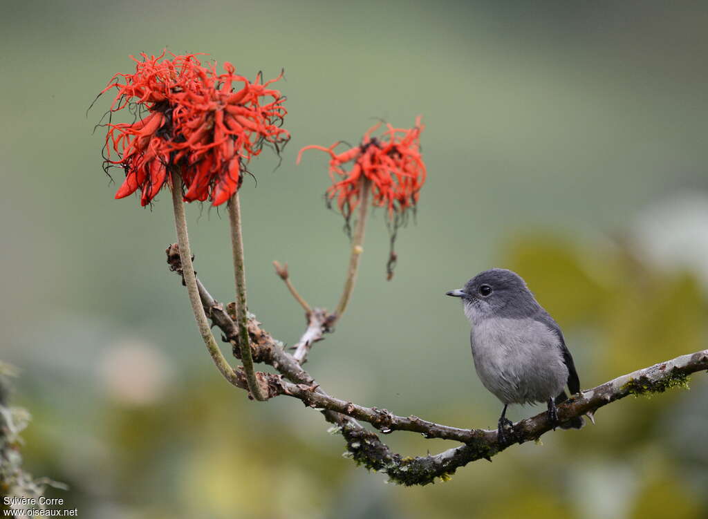 White-eyed Slaty Flycatcheradult, habitat, pigmentation