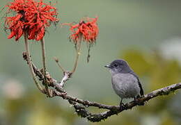 White-eyed Slaty Flycatcher