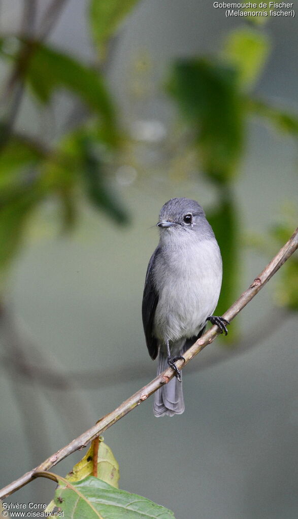 White-eyed Slaty Flycatcheradult