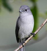 White-eyed Slaty Flycatcher