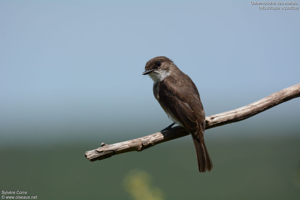 Swamp Flycatcheradult