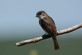 Swamp Flycatcher