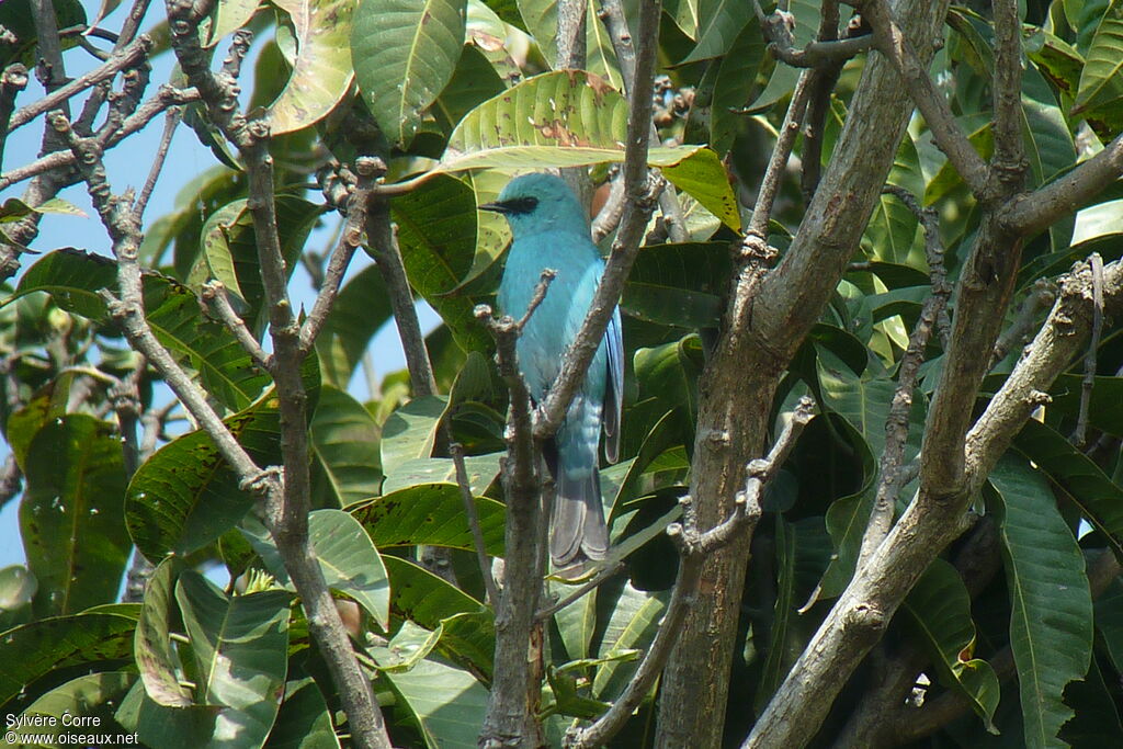 Gobemouche vert-de-gris mâle adulte, identification