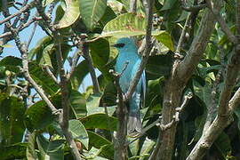 Verditer Flycatcher