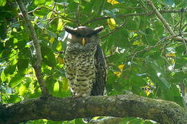 Spot-bellied Eagle-Owl