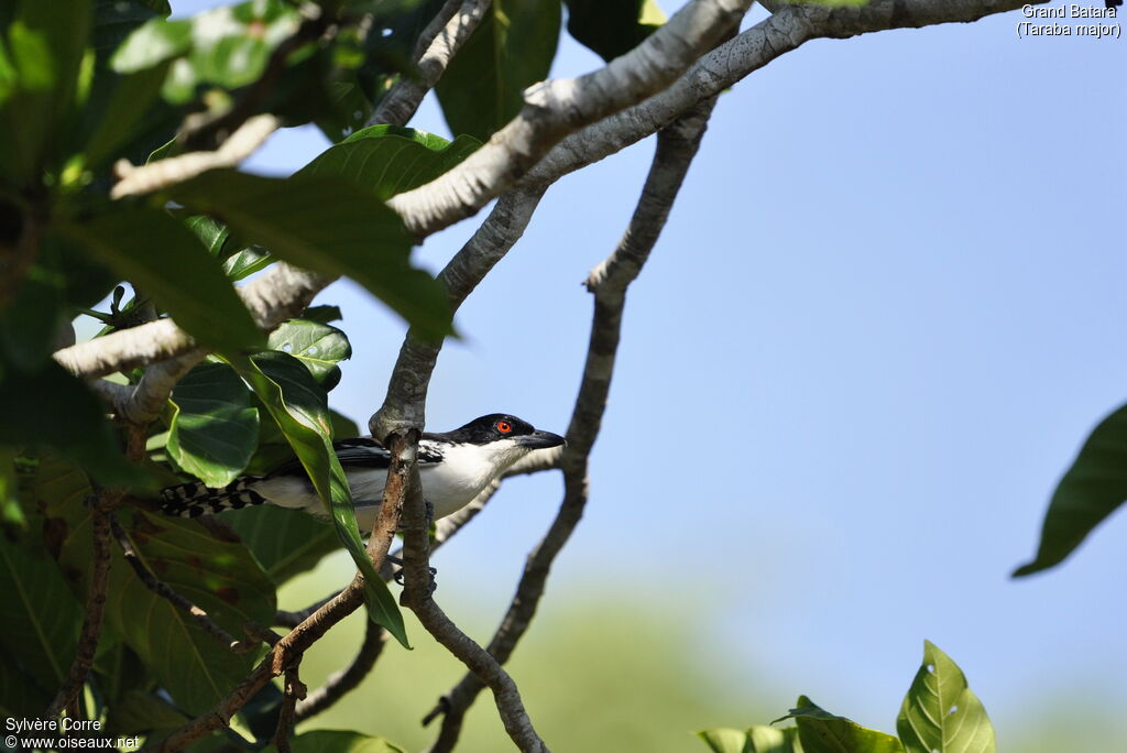 Great Antshrike male adult