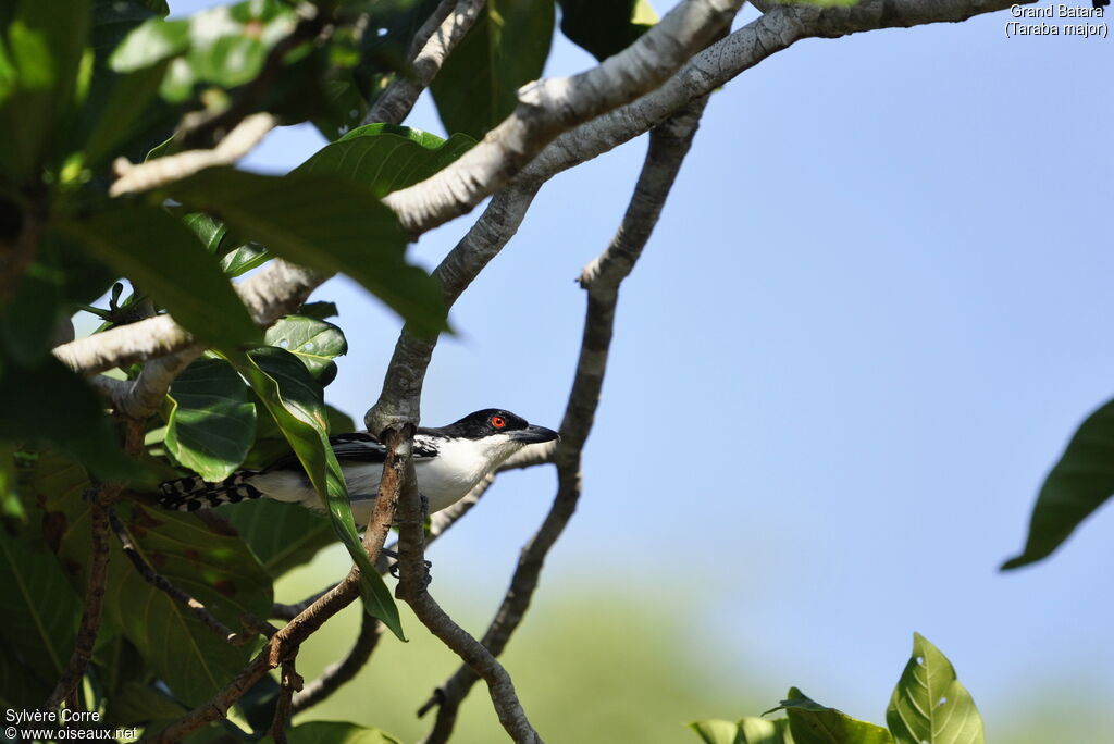 Great Antshrike male adult