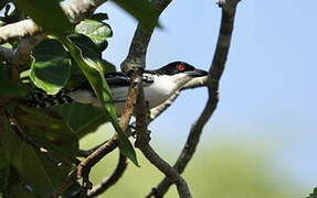 Great Antshrike