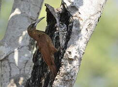 Great Rufous Woodcreeper