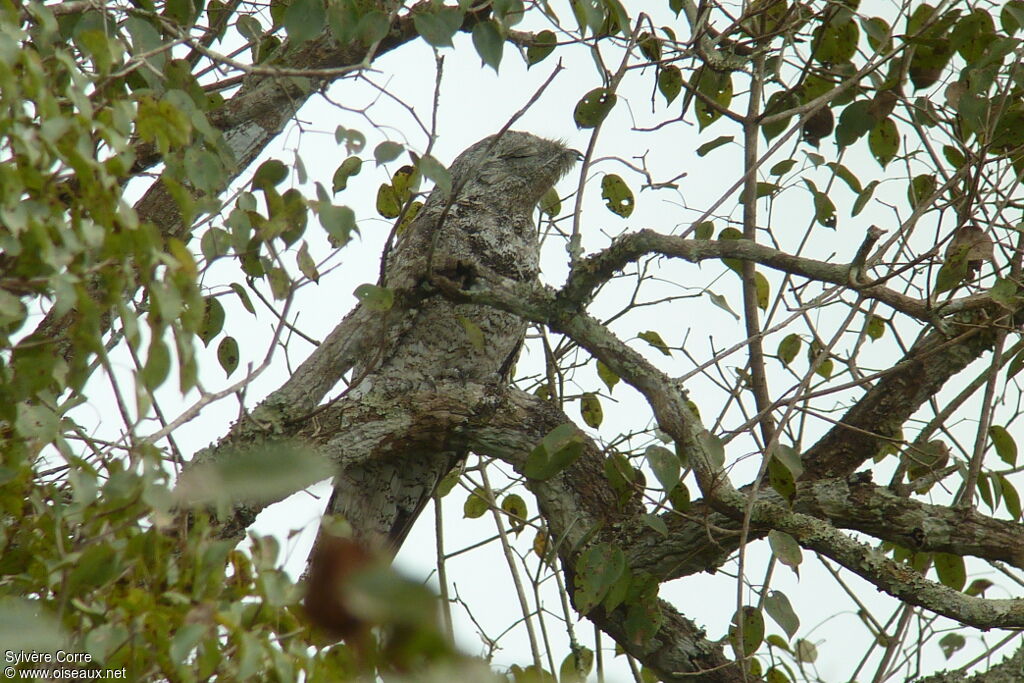 Great Potoo