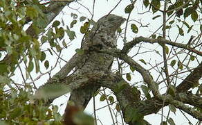 Great Potoo