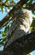 Great Potoo