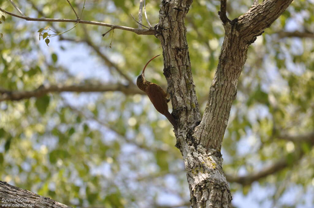 Red-billed Scythebilladult, habitat