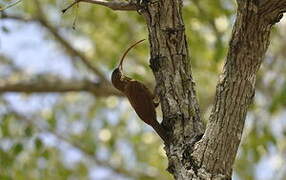 Red-billed Scythebill