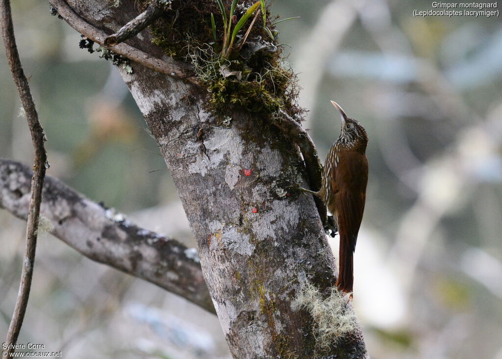 Montane Woodcreeper