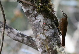 Montane Woodcreeper