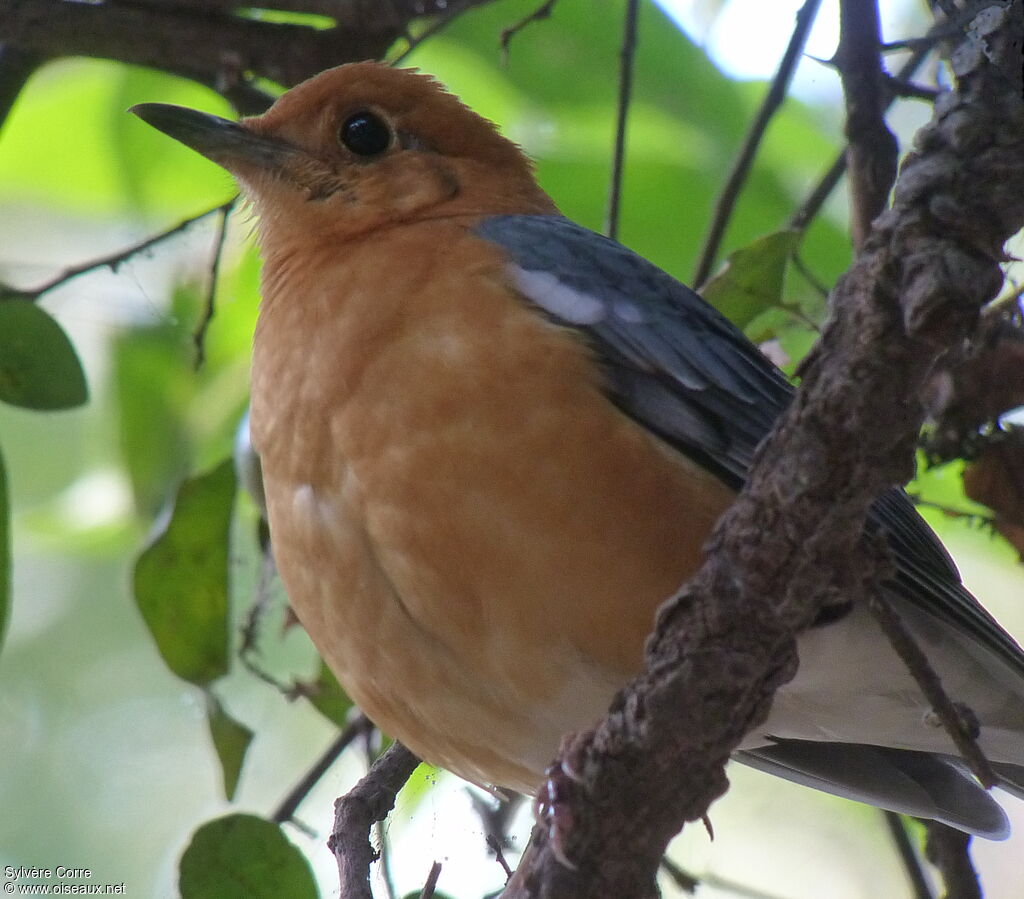 Orange-headed Thrushadult, close-up portrait