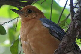 Orange-headed Thrush