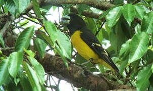 Spot-winged Grosbeak