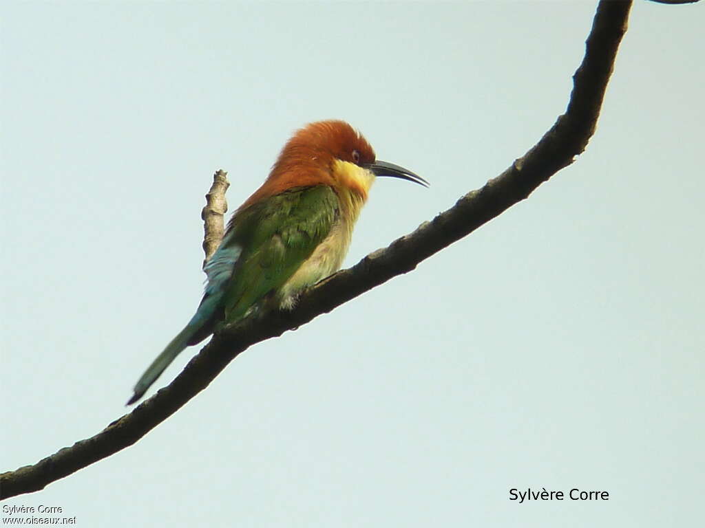 Chestnut-headed Bee-eateradult