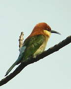 Chestnut-headed Bee-eater