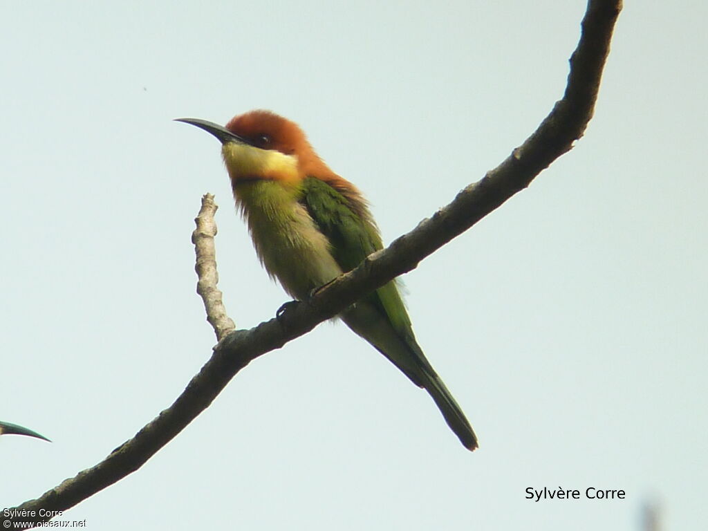 Chestnut-headed Bee-eateradult